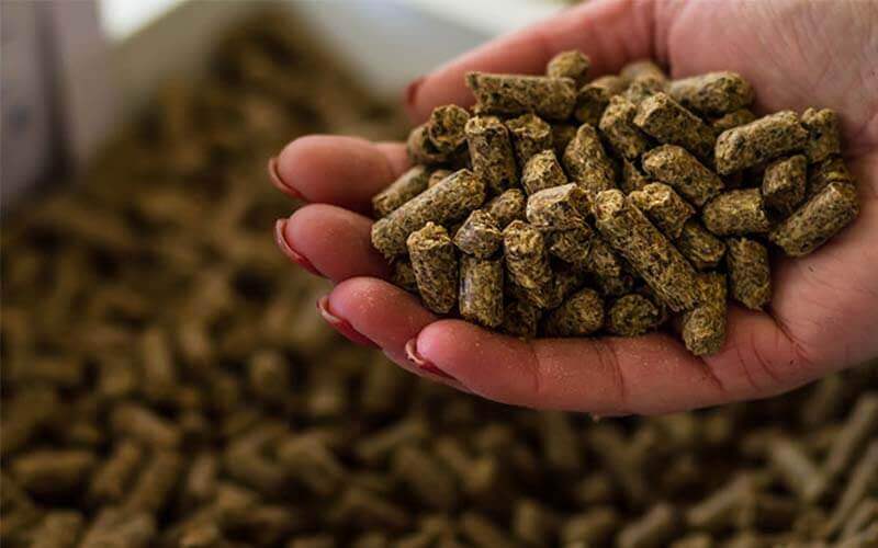 غذای ماهی‌ آکواریومی