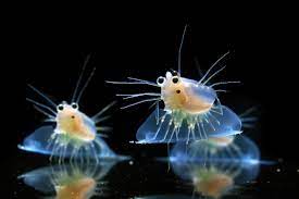 ۴. دافنی (Daphnia)؛ کمک به گوارش و سلامت ماهی‌ ها