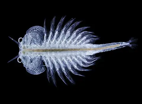 ۵. آرتمیا Brine Shrimp؛ غذای کامل برای رشد و رنگ آمیزی